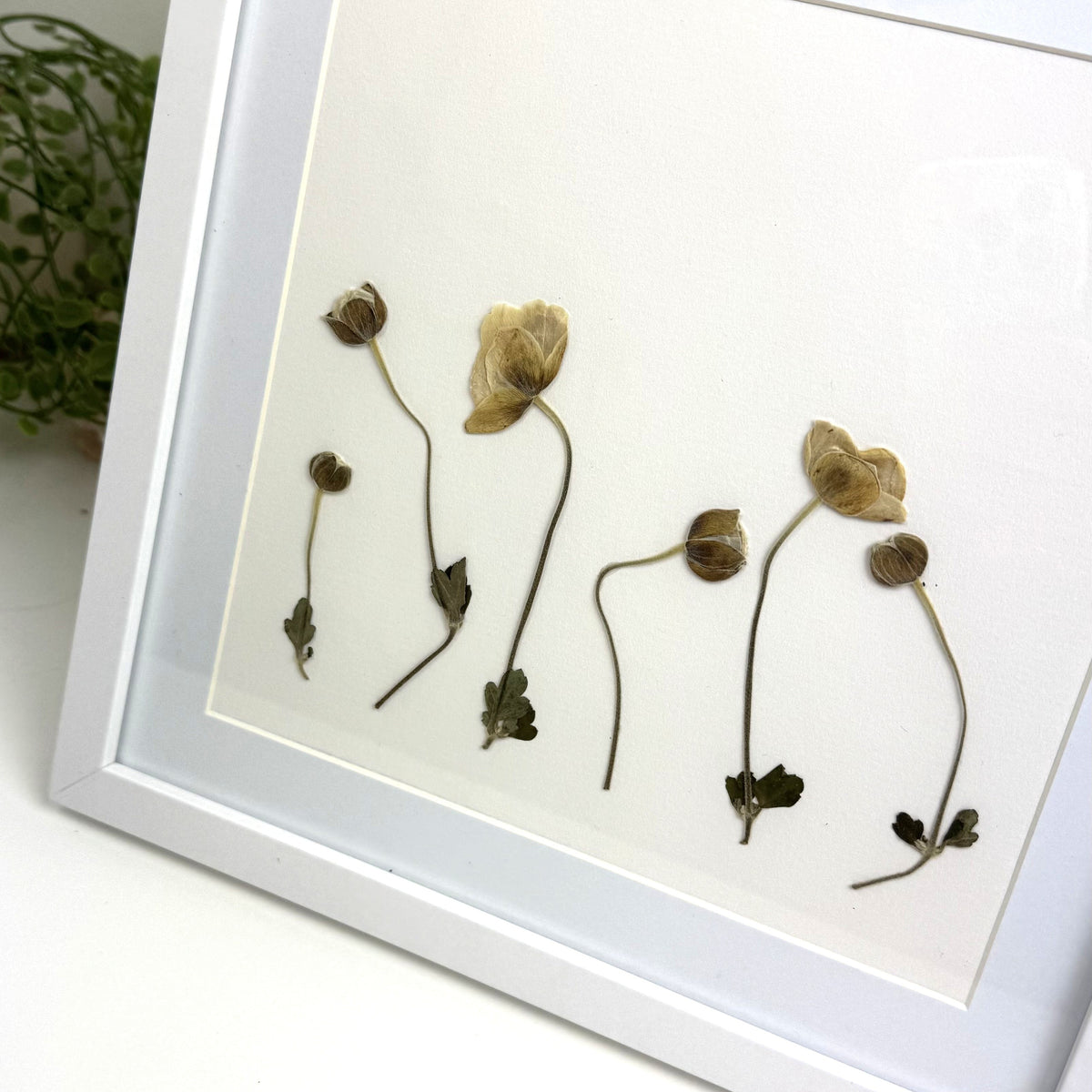 Framed pressed flower wall art featuring dried botanical stems and buds arranged on a white mat inside a white frame, photographed on a light surface with a small plant blurred in the background.